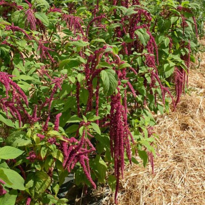 amaranthus cruentus amarante queue de renard