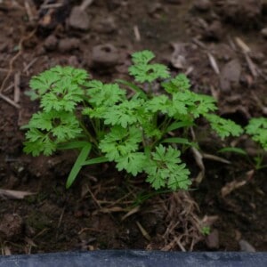 Cerfeuil Commun Bio - 1 gramme