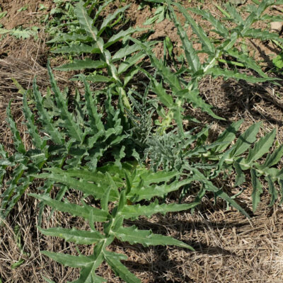 Chardonnette de Vendée