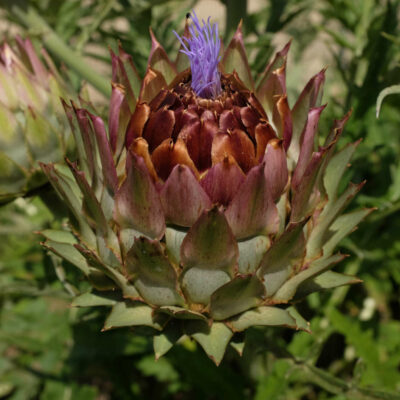 Chardonnette de Vendée