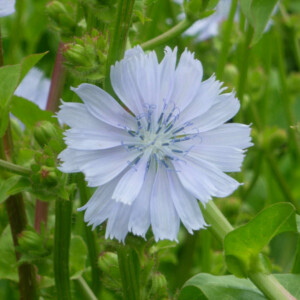 Chicorée Frisée Fine de Meaux Bio - 0,6 gramme