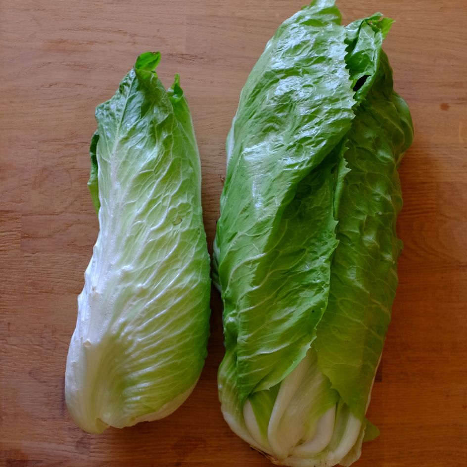 Chicorée Sauvage Pain de Sucre Bio