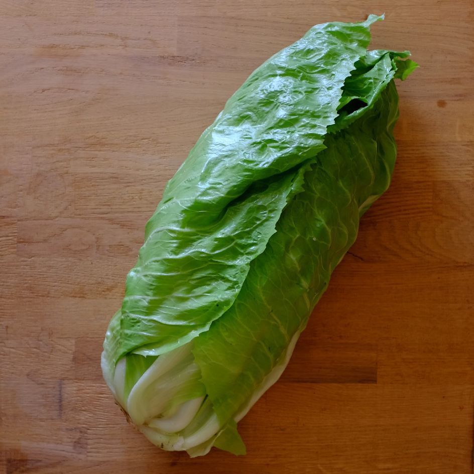 chicorée pain de sucre8.WEB Chicorée sauvage pain de sucre bio