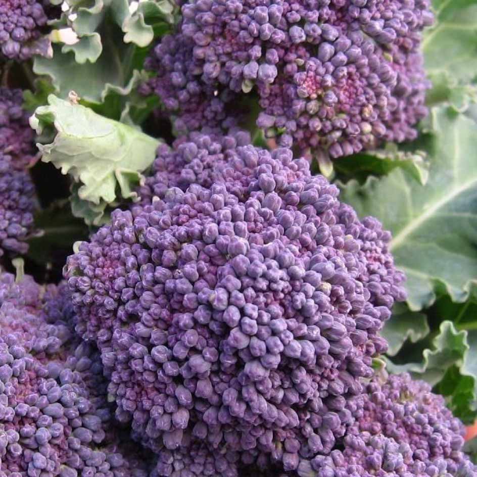 Chou Brocolis Early Purple Sprouting Bio