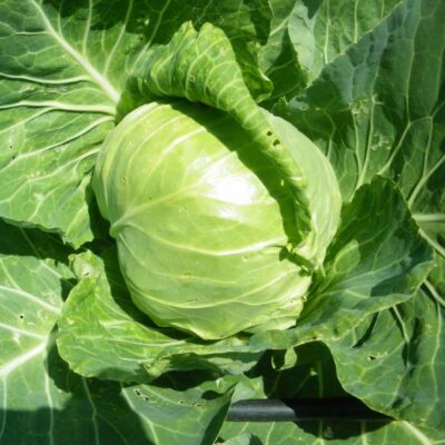 Chou cabus nantais hâtif bio
