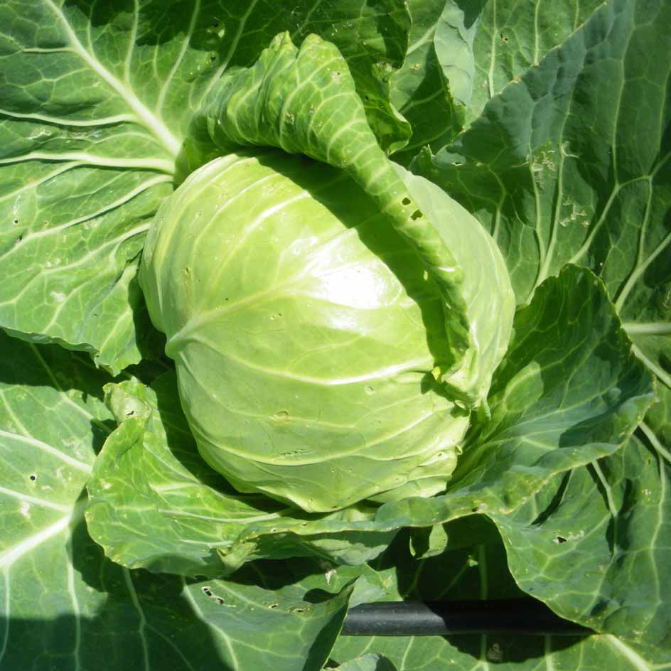 Chou Cabus Nantais Hâtif Bio