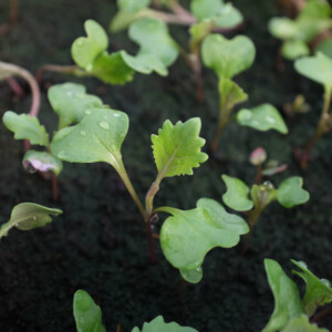 Chou de Milan Bloemendaalse Gele Bio - 0,5 gramme