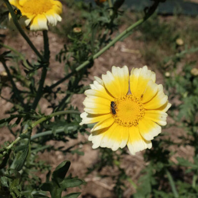 Chrysantheme comestible bio