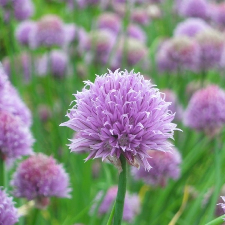 Ciboulette Bio - L'atelier des bons plants