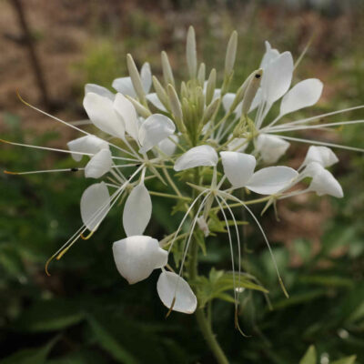 Fleur Cleome Helen Campbell