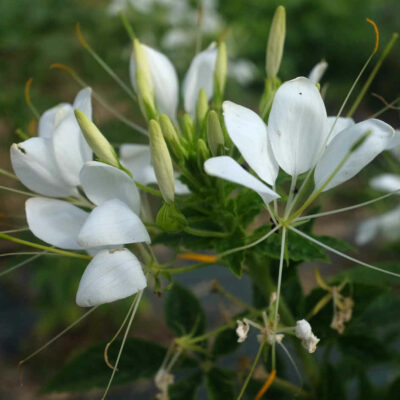 Fleur Cleome Helen Campbell