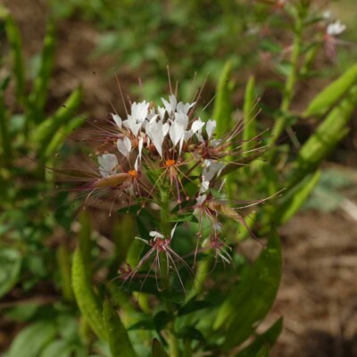 Inflorescence fruit Cleome marshalli white spider bio graines semences