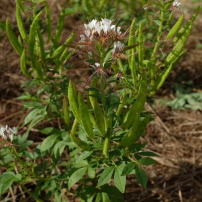 plant Cleome marshalli white spider bio graines semences