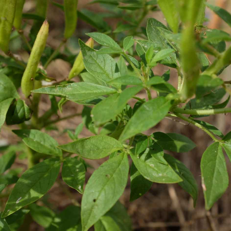 cleome marshalii white spider bio boite a graines semences reproductibles cleome marshalii white spider bio semences reproductibles