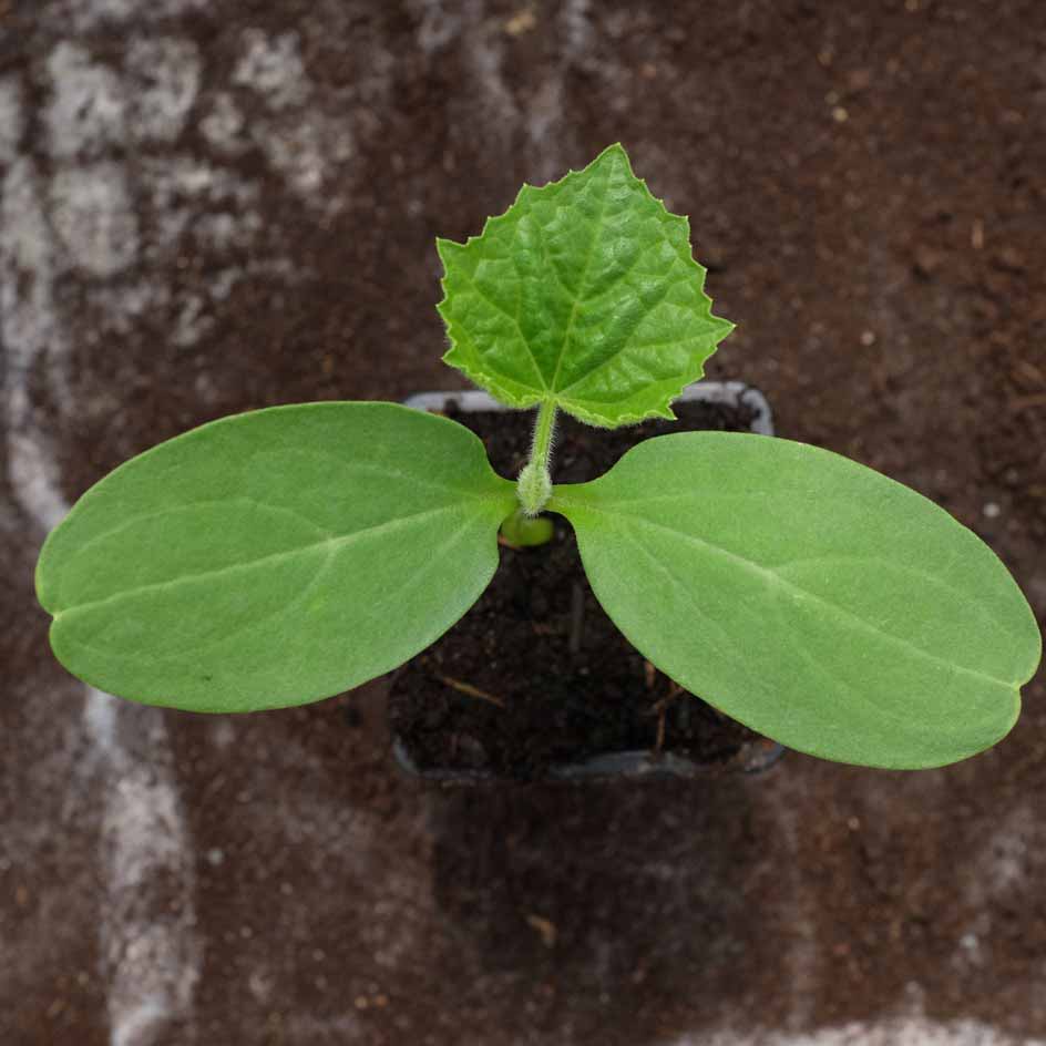 Mélange de Concombres Bio - Gamme Couleur au Jardin - La Boîte à