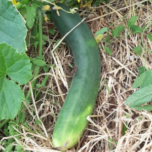 Concombre Tanja Bio - 1 gramme C1