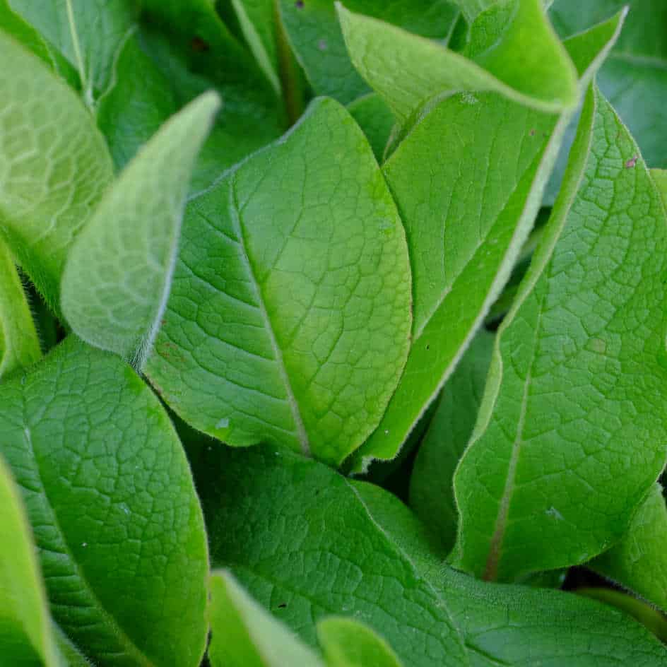 Consoude Officinale Bio