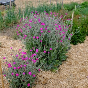 Coquelourde des Jardins Rose Bio - 0,1 gramme