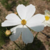 Cosmos blanc pur bio