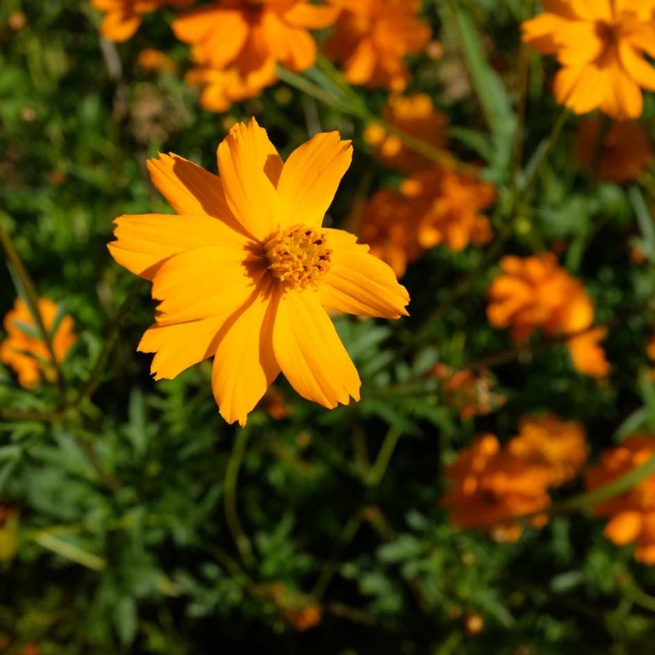 Cosmos Sulphureux Bio