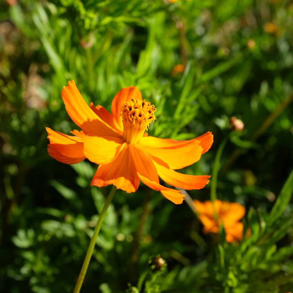 cosmos-sulphureux (5)_WEB Cosmos sulphureux en fleurs orange vif au jardin, variété lumineuse à croissance rapide.