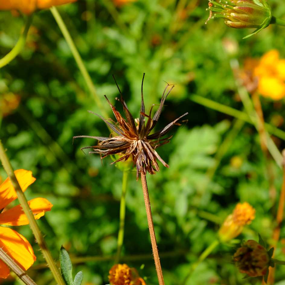cosmos-sulphureux (6)_WEB Cosmos sulphureux en graines au jardin, variété lumineuse à croissance rapide.