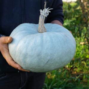 courge bleu de Hongrie