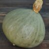 Courge Blue Ballet bio