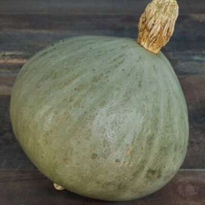 Courge Blue Ballet bio