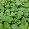 Courge buttercup bio