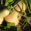 Courge butternut bio