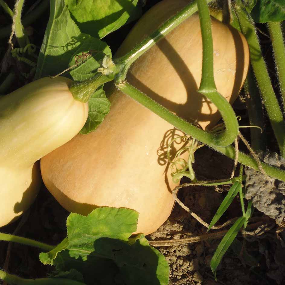 Courge Musquée Butternut Bio - Graine Courge