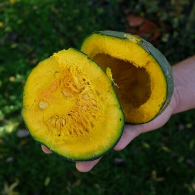 courge chesnut bush