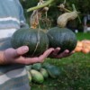 courge chesnut bush
