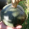 courge chesnut bush