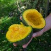 courge chesnut bush
