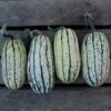 Courge delicata bio