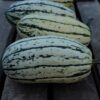 Courge delicata bio