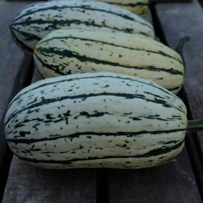 Courge delicata bio