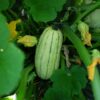 Courge delicata bio