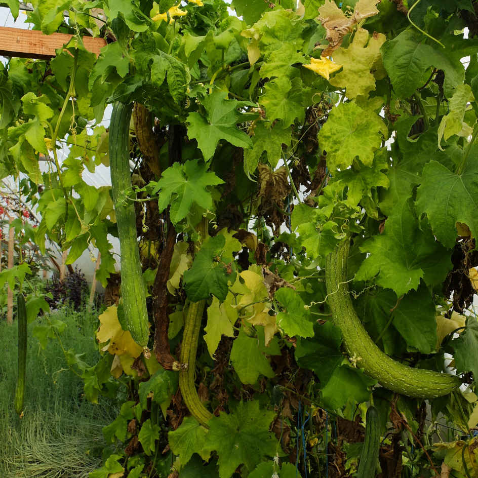 Courge éponge sp. extra long Bio