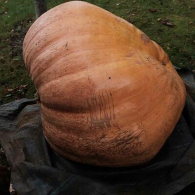 Courge géante bio