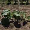 Courge géante bio