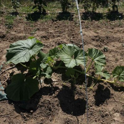 Courge géante bio