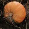 Courge géante bio