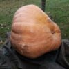 Courge géante bio