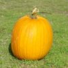 Courge Jack O' lantern bio