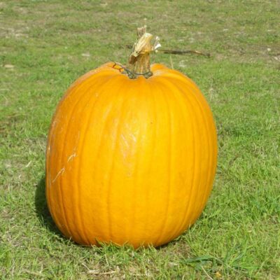 Courge Jack O' lantern bio