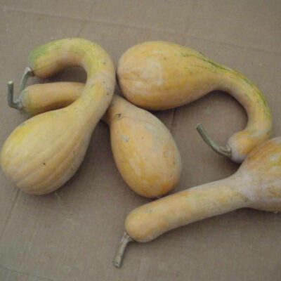 Courge bio longue de Nice