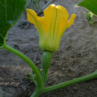 Courge spaghetti bio